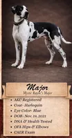 Great Danes Due around November 1st, a  Great Dane for sale in Jackson, SC – 4 of 10