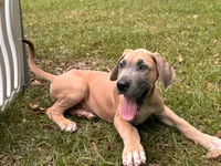 BLUE FAWN Limited l AKC, a male Great Dane for sale in Jackson, SC – 1 of 8
