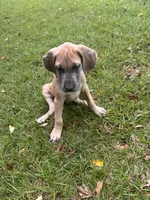 BLUE FAWN  Limited AKC, a male Great Dane for sale in Jackson, SC – 8 of 10