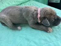 Light pink female  blue fawn, a female Great Dane for sale in Jackson, SC – Photo 4 of 4