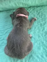 Light pink female  blue fawn, a female Great Dane for sale in Jackson, SC – Photo 3 of 4