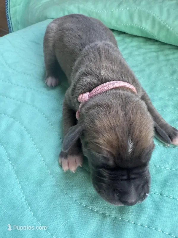 Light pink female  blue fawn – Great Dane puppy for sale in Jackson, SC