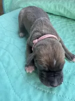 Light pink female  blue fawn, a female Great Dane for sale in Jackson, SC – Photo 1 of 4