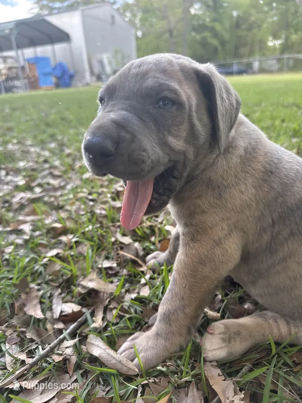 Red blue brindle FULL AKC – Great Dane puppy for sale in Jackson, SC