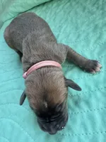 Light pink female  blue fawn, a female Great Dane for sale in Jackson, SC – Photo 2 of 4