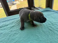 Lime green blue fawn FULL AKC, a male Great Dane for sale in Jackson, SC – Photo 5 of 8