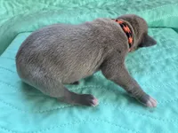 Black/Orange, a male Great Dane for sale in Jackson, SC – Photo 4 of 5