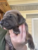 Lime green blue fawn FULL AKC, a male Great Dane for sale in Jackson, SC – Photo 4 of 8