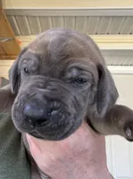 Lime green blue fawn FULL AKC, a male Great Dane for sale in Jackson, SC – Photo 3 of 8