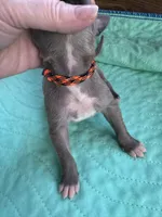 Black/Orange, a male Great Dane for sale in Jackson, SC – Photo 5 of 5