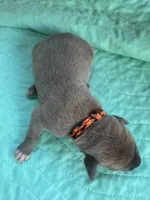 Black/Orange, a male Great Dane for sale in Jackson, SC – Photo 3 of 5