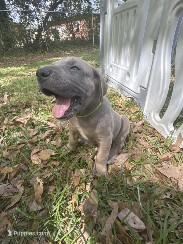 Lime green blue fawn FULL AKC – Great Dane puppy for sale in Jackson, SC