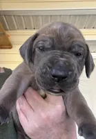 Lime green blue fawn FULL AKC, a male Great Dane for sale in Jackson, SC – Photo 2 of 8