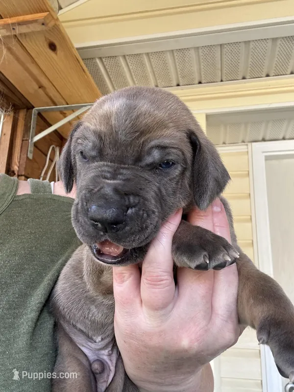 Lime green blue fawn – Great Dane puppy for sale in Jackson, SC