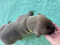 Lime green blue fawn FULL AKC, a male Great Dane for sale in Jackson, SC – Photo 6 of 8