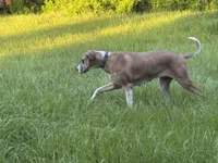 Great Danes Due around November 1st, a  Great Dane for sale in Jackson, SC – 6 of 10