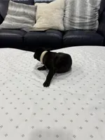 Drago, a male Doberman Pinscher for sale in Durham, NC – Photo 2 of 4