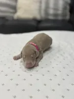 Snow, a female Doberman Pinscher for sale in Durham, NC – Photo 1 of 5