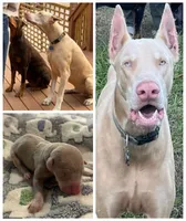 Snow, a female Doberman Pinscher for sale in Durham, NC – Photo 5 of 5