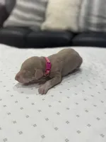 Snow, a female Doberman Pinscher for sale in Durham, NC – Photo 3 of 5