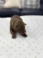 Ombra, a female Doberman Pinscher for sale in Durham, NC – Photo 2 of 5