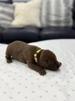 Ombra, a female Doberman Pinscher for sale in Durham, NC – Photo 3 of 5