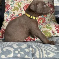 Piper, a female Doberman Pinscher for sale in Durham, NC – Photo 4 of 4