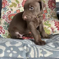 Piper, a female Doberman Pinscher for sale in Durham, NC – Photo 1 of 4