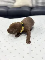 Ombra, a female Doberman Pinscher for sale in Durham, NC – Photo 1 of 5