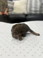 Enzo, a male Doberman Pinscher for sale in Durham, NC – Photo 2 of 4