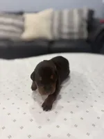 Rocco, a male Doberman Pinscher for sale in Durham, NC – Photo 1 of 5