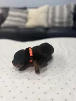 Rocco, a male Doberman Pinscher for sale in Durham, NC – Photo 2 of 5