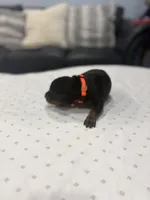 Rocco, a male Doberman Pinscher for sale in Durham, NC – Photo 3 of 5