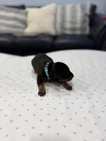 Santo, a male Doberman Pinscher for sale in Durham, NC – Photo 2 of 5