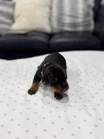 Santo, a male Doberman Pinscher for sale in Durham, NC – Photo 1 of 5