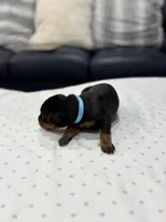 Santo, a male Doberman Pinscher for sale in Durham, NC – Photo 3 of 5