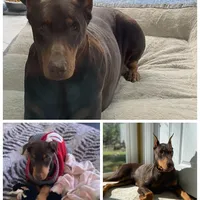 Princess, a female Doberman Pinscher for sale in Durham, NC – Photo 6 of 6