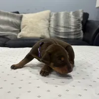 Princess, a female Doberman Pinscher for sale in Durham, NC – Photo 4 of 6