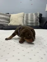 Sienna, a female Doberman Pinscher for sale in Durham, NC – Photo 3 of 5