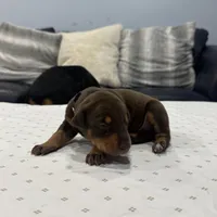 Princess, a female Doberman Pinscher for sale in Durham, NC – Photo 3 of 6