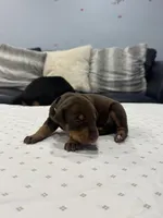 Sienna, a female Doberman Pinscher for sale in Durham, NC – Photo 2 of 5