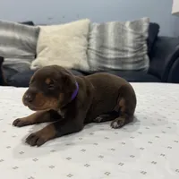 Princess, a female Doberman Pinscher for sale in Durham, NC – Photo 2 of 6