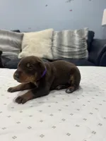 Sienna, a female Doberman Pinscher for sale in Durham, NC – Photo 1 of 5