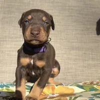 Princess, a female Doberman Pinscher for sale in Durham, NC – Photo 1 of 6