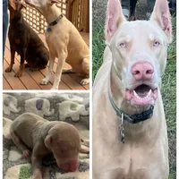 Princess, a female Doberman Pinscher for sale in Durham, NC – Photo 5 of 6