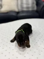 Nero, a male Doberman Pinscher for sale in Durham, NC – Photo 3 of 5