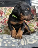 Rocky, a male Doberman Pinscher for sale in Durham, NC – Photo 1 of 6