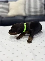 Nero, a male Doberman Pinscher for sale in Durham, NC – Photo 2 of 5