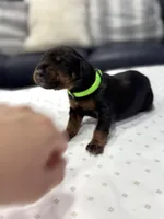 Nero, a male Doberman Pinscher for sale in Durham, NC – Photo 1 of 5