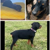 Buddy, a male Doberman Pinscher for sale in Durham, NC – Photo 5 of 5